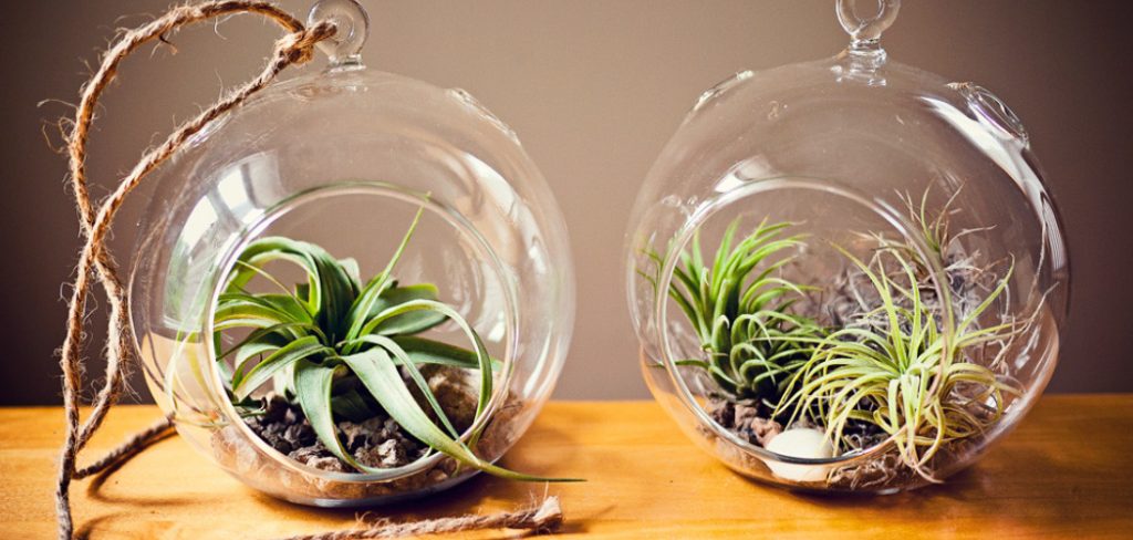 How to Decorate With Air Plants