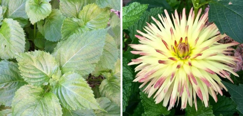 How to Identify Dahlia Leaves