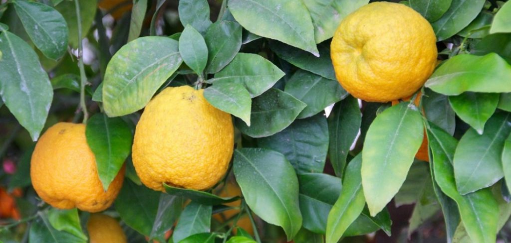 How to Identify a Lemon Tree