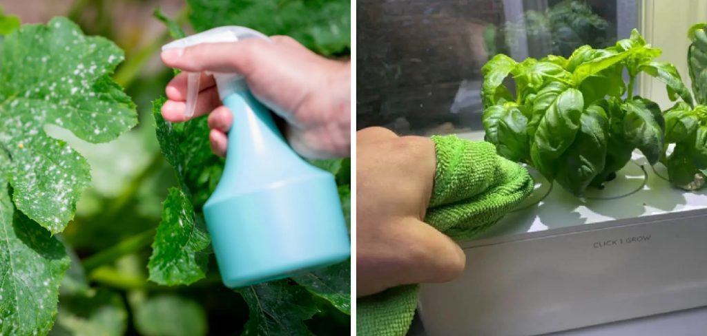 How to Prevent Mold in Hydroponics