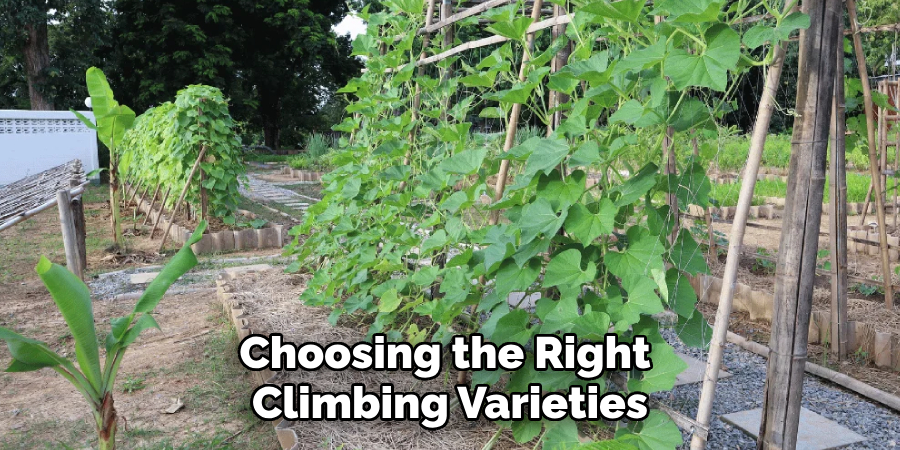 Choosing the Right 
Climbing Varieties