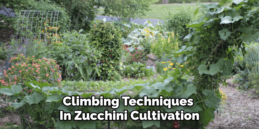 Climbing Techniques 
In Zucchini Cultivation