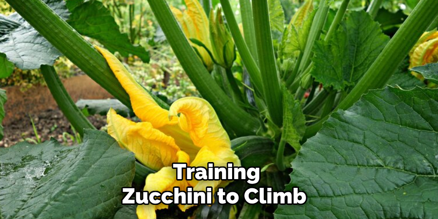 Training 
Zucchini to Climb  