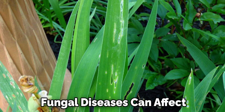 Fungal Diseases Can Affect