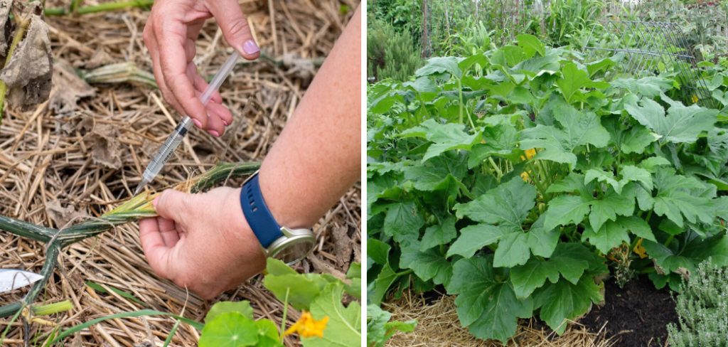 How to Inject Bt into Squash Plants