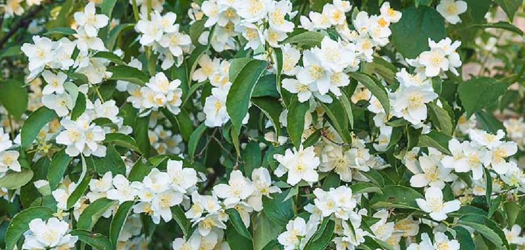 How to Propagate Mock Orange