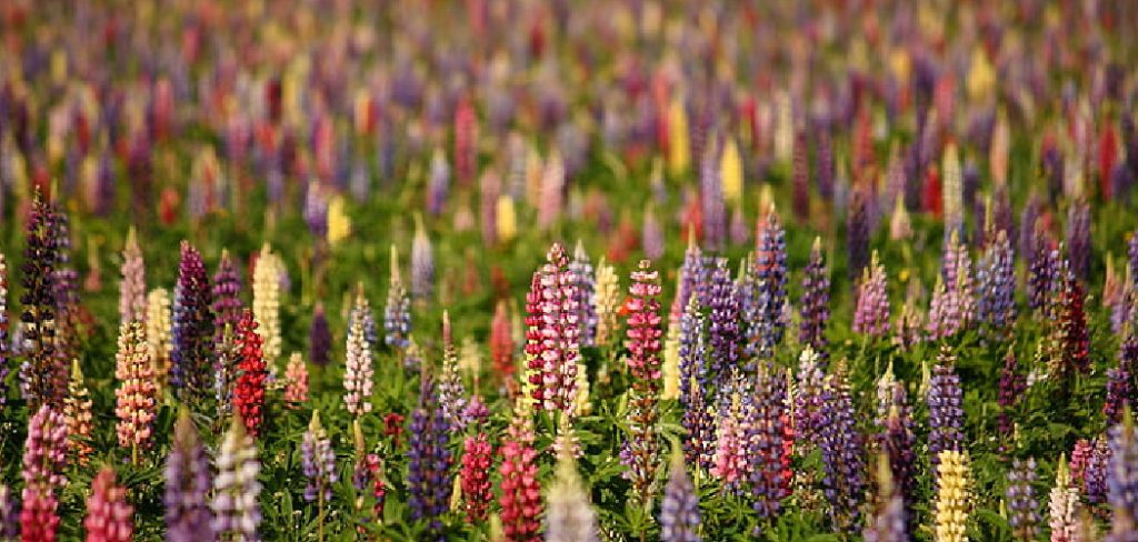 How to Save Lupine Seeds