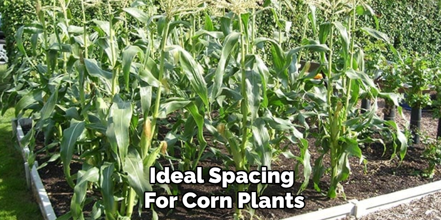 Ideal Spacing 
For Corn Plants