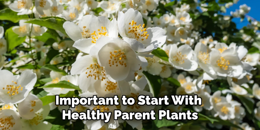 Important to Start With 
Healthy Parent Plants