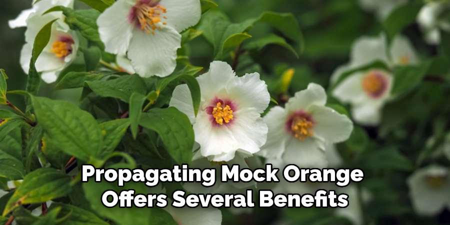 Propagating Mock Orange 
Offers Several Benefits