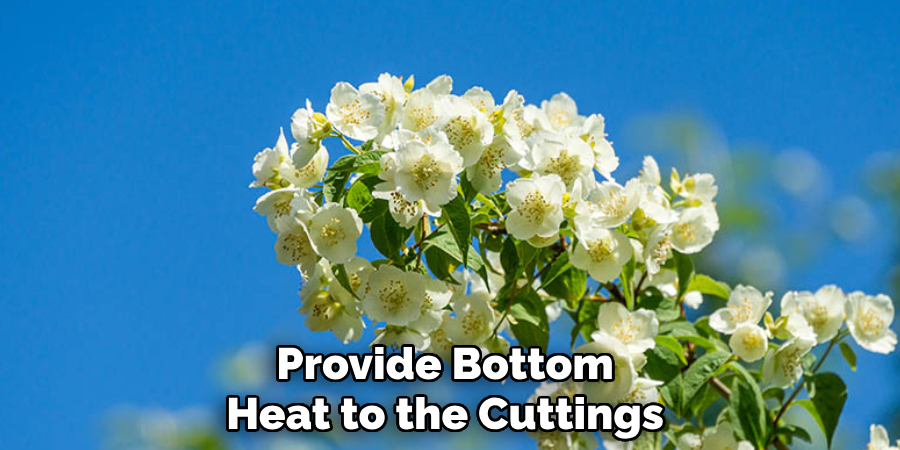 Provide Bottom 
Heat to the Cuttings 