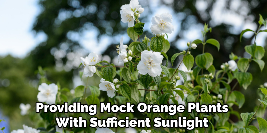 Providing Mock Orange Plants With 
Sufficient Sunlight and Water