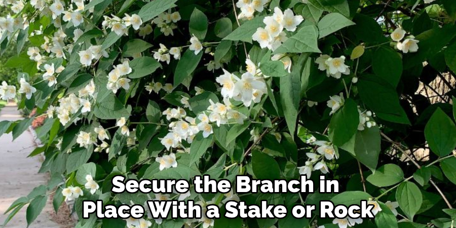 Secure the Branch in 
Place With a Stake or Rock