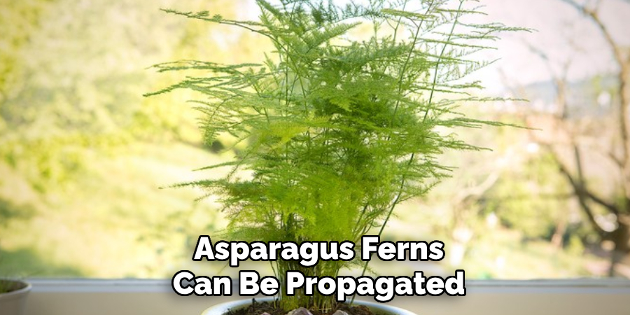 Asparagus Ferns 
Can Be Propagated 