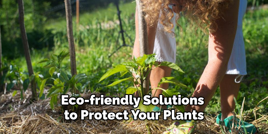 Eco-friendly Solutions to Protect Your Plants