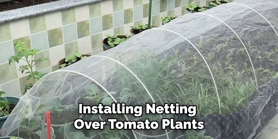 Installing Netting 
Over Tomato Plants