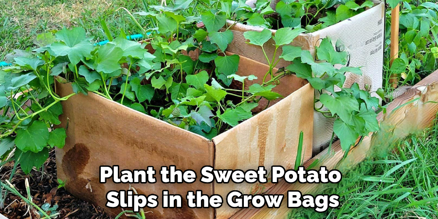 Plant the Sweet Potato 
Slips in the Grow Bags