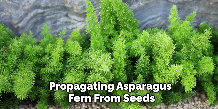 Propagating Asparagus 
Fern From Seeds