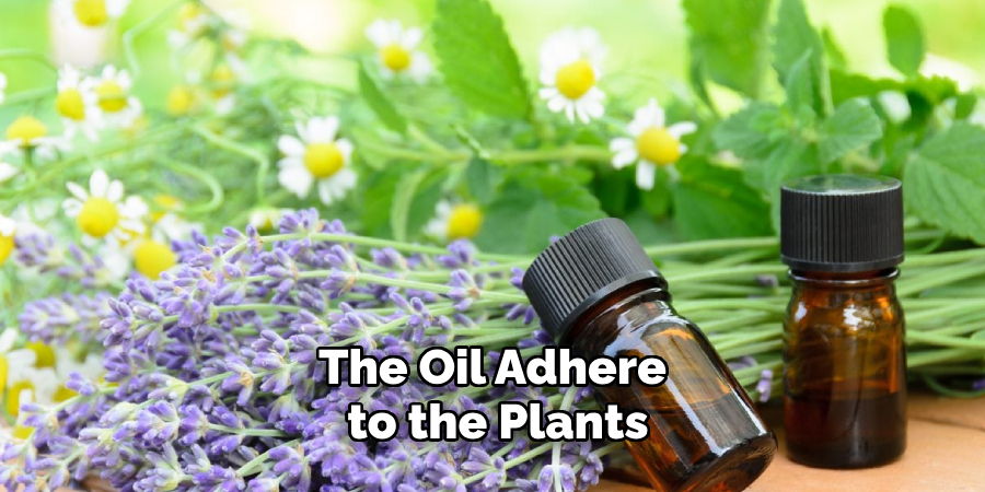 The Oil Adhere to the Plants