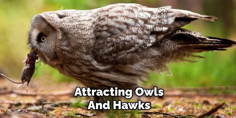 Attracting Owls and Hawks