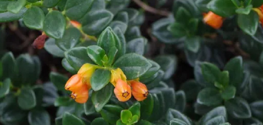 How to Propagate Goldfish Plant