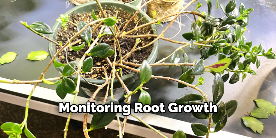 Monitoring Root Growth