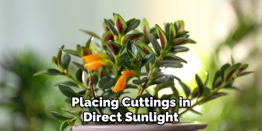 Placing Cuttings in Direct Sunlight