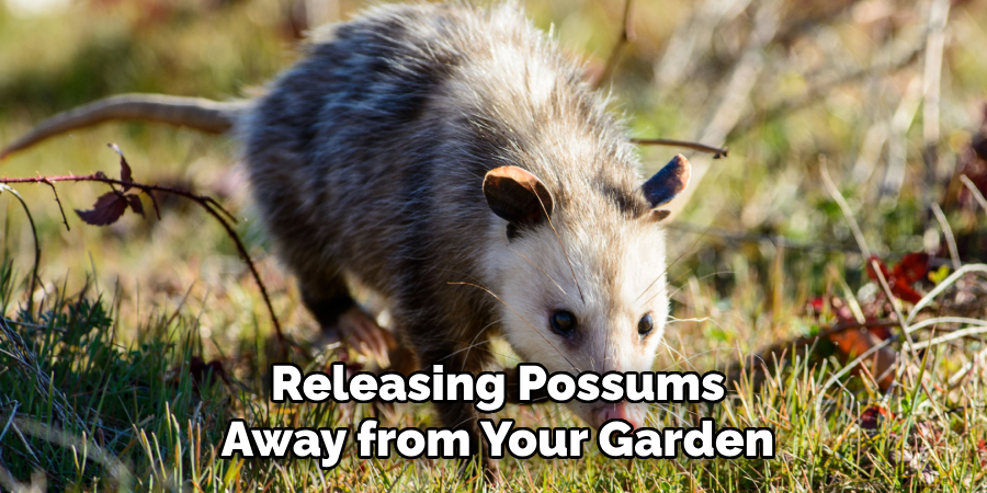 Releasing Possums Away from Your Garden