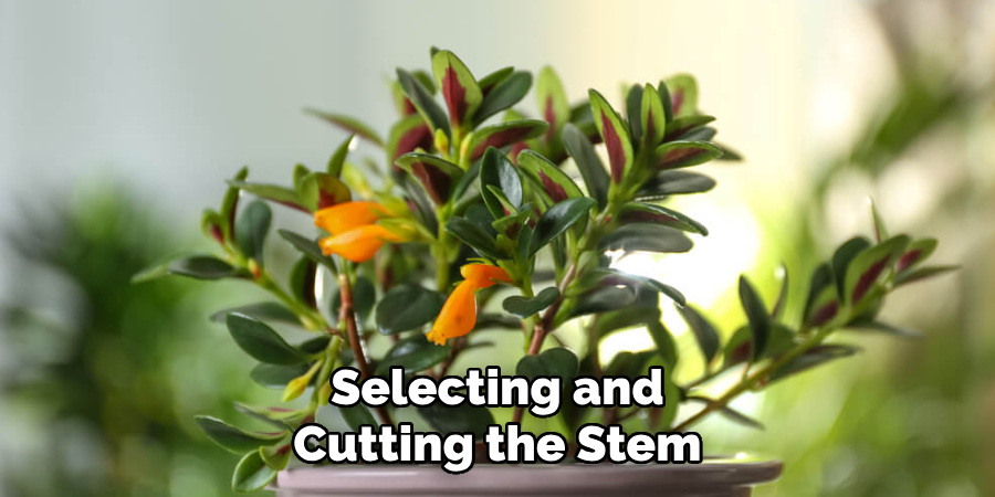 Selecting and Cutting the Stem