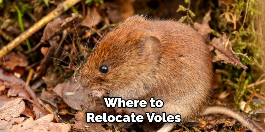 Where to Relocate Voles