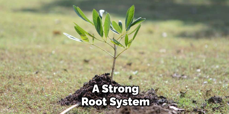 A Strong
Root System