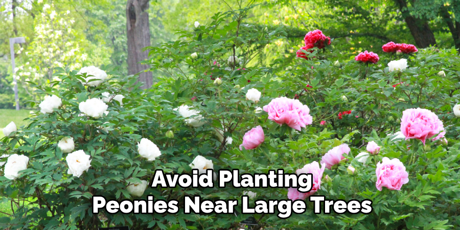 Avoid Planting
Peonies Near Large Trees