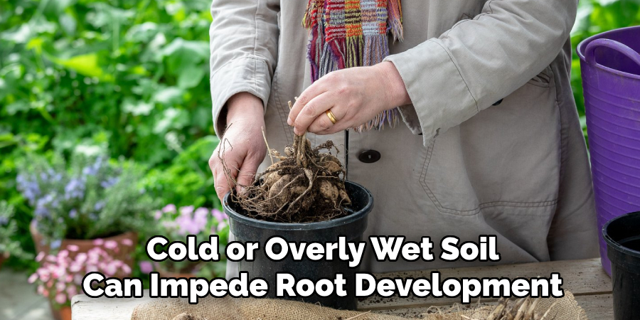 Cold or Overly Wet Soil
Can Impede Root Development