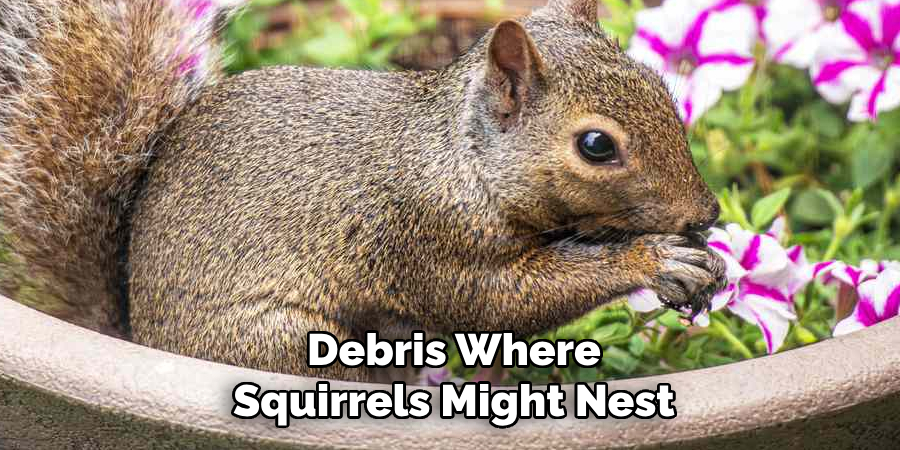 Debris Where Squirrels Might Nest