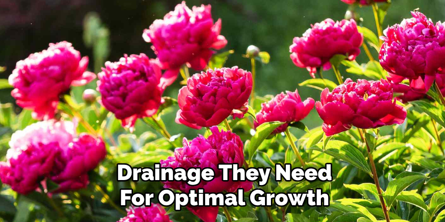 Drainage They Need
For Optimal Growth