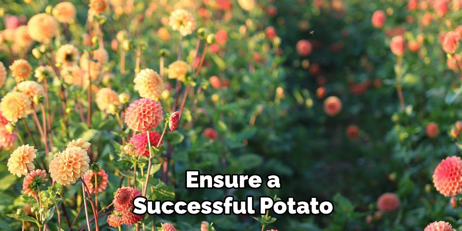 Ensure a
Successful Potato