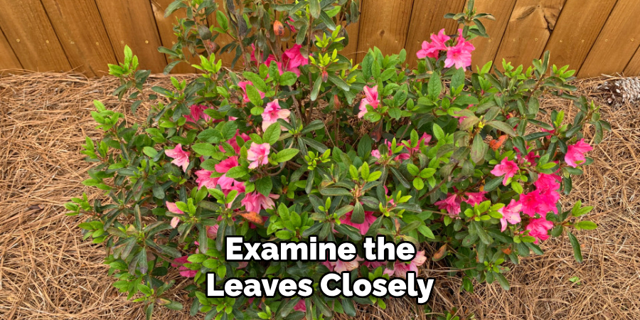 Examine the
Leaves Closely