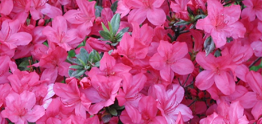 How to Azalea Foliar Feeding