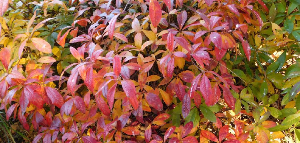 How to Azalea Leaves Turning Yellow