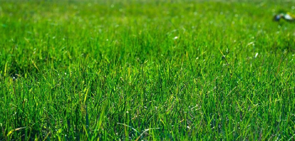 How to Control Weeds in Lawn