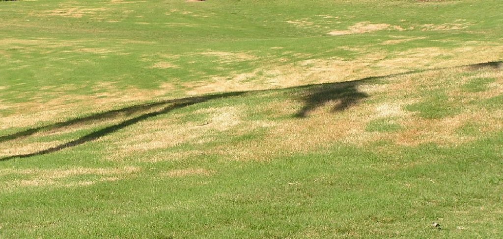 How to Fix Damaged Lawn