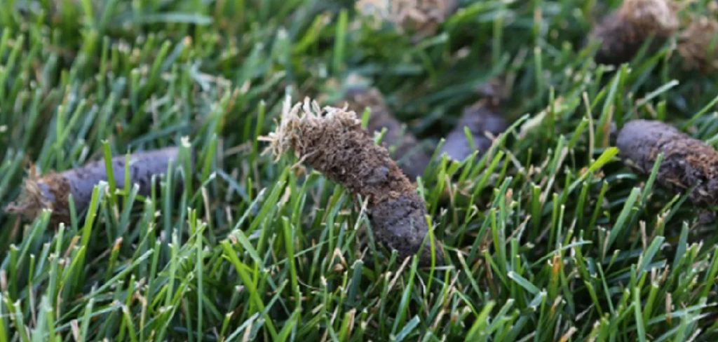 How to Get Rid of Bermuda Grass in Lawn