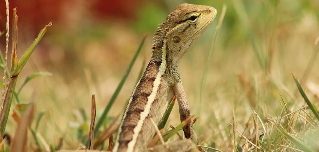 How to Get Rid of Garden Lizards