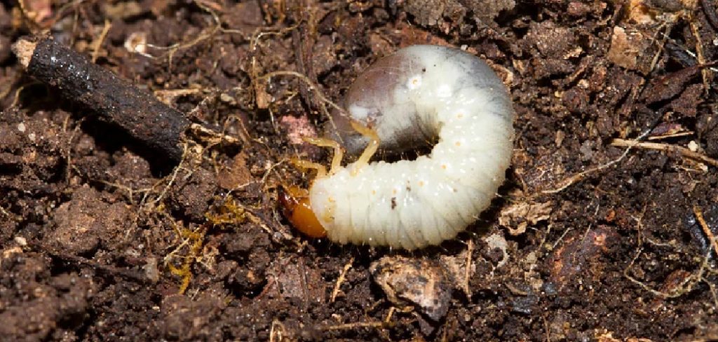 How to Get Rid of Lawn Grubs