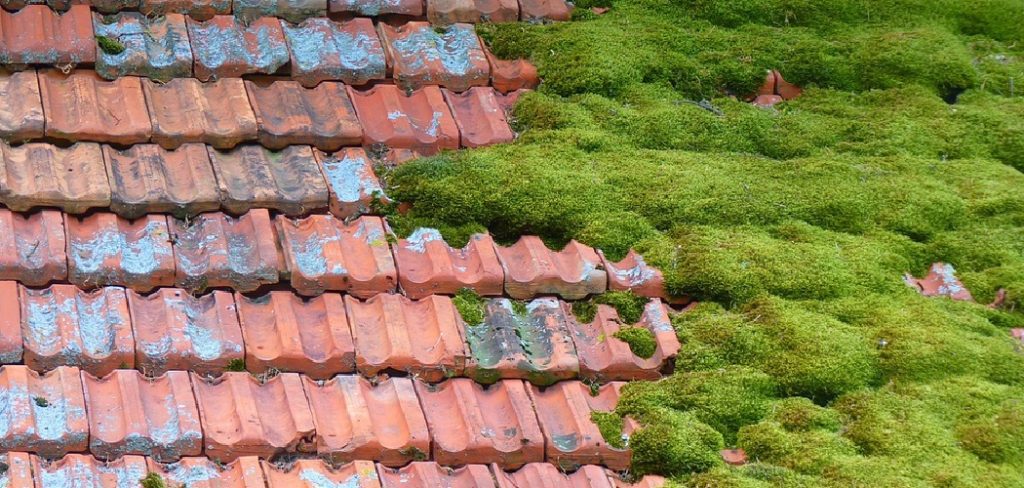 How to Get Rid of Moss in Your Lawn