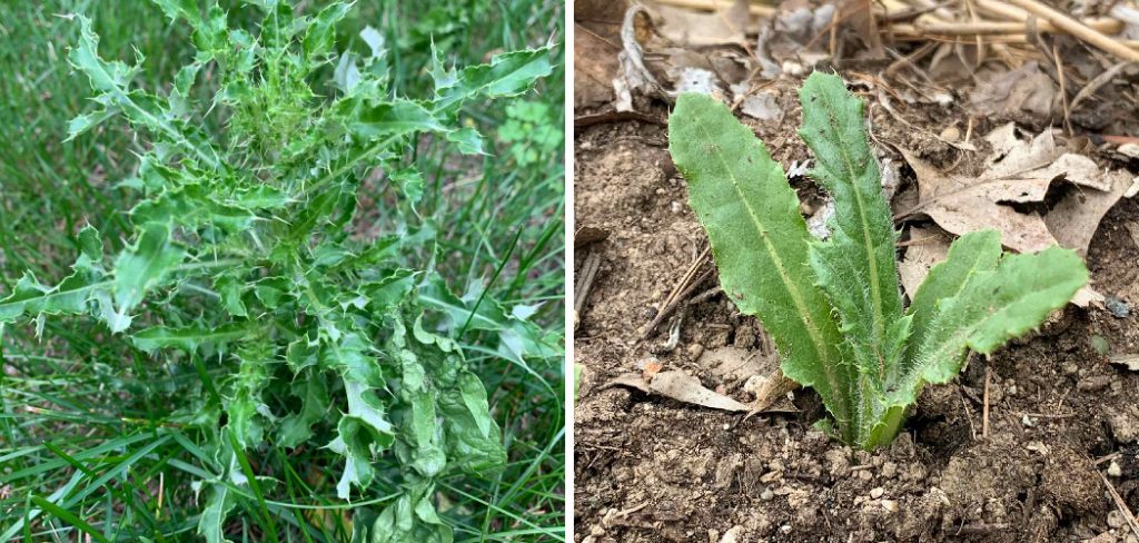 How to Get Rid of Thistles in Lawn