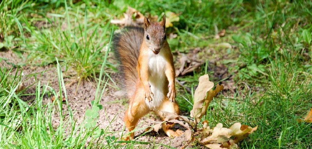 How to Keep Chipmunks Out of Garden