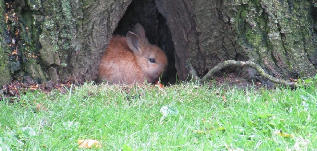 How to Keep Rabbits Away From Your Garden