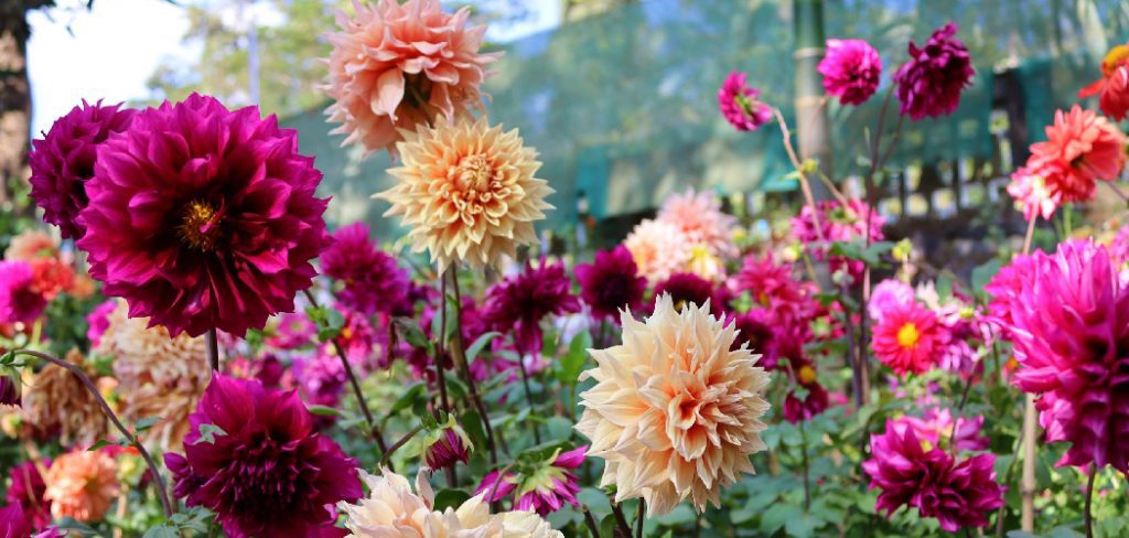 How to Plant Dahlias