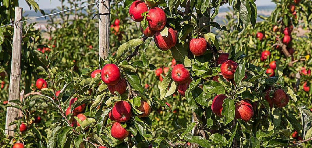 How to Plant an Apple Orchard